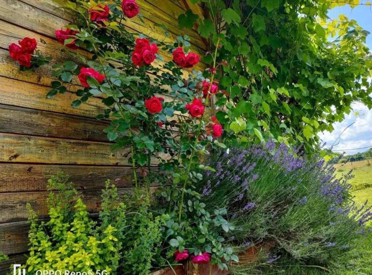 Apaluza - Unique Comfort & Relax In Nature Kopaniec Bagian luar foto